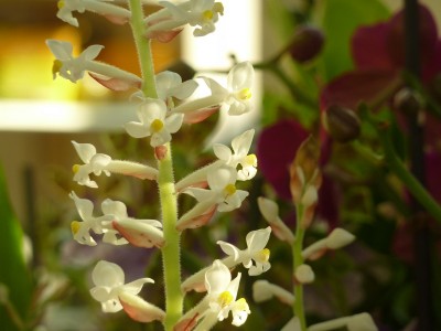 ludisia discolor.jpg