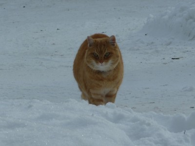 Schnee Gina.jpg
