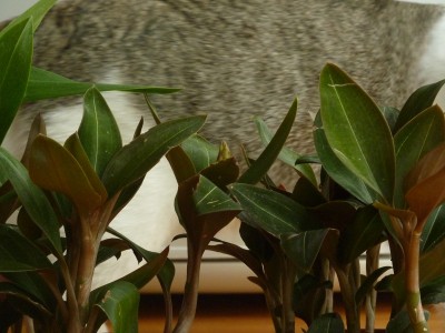 Ludisia discolor knospe.jpg