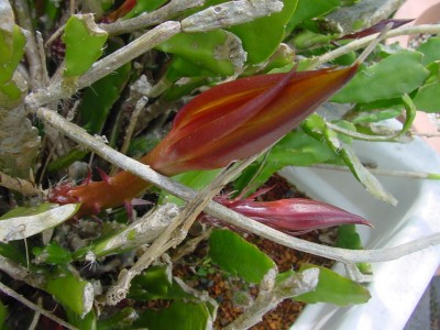 Blattkaktus Blüte geschlossen 0707.jpg