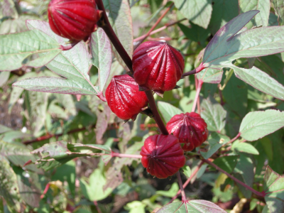 hibiscus sabdariffa.png