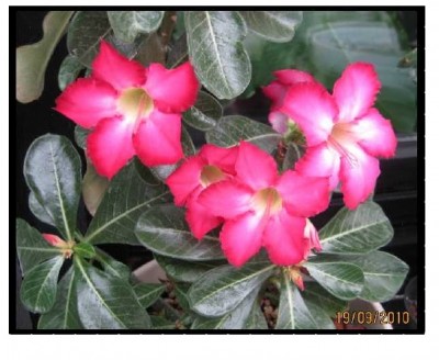 02.01.11 - Nightmare.jpg