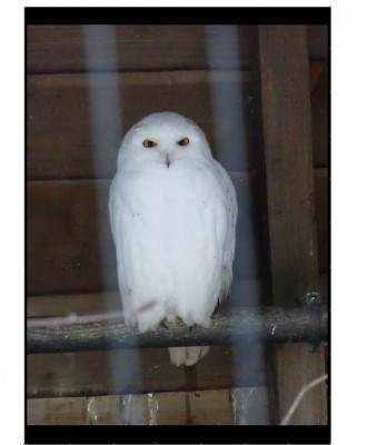 02.01.11 - Eule 2.jpg