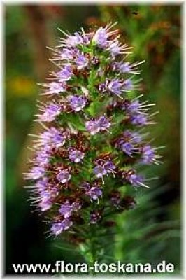 echium_candicans_-_dia.jpg