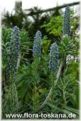 echium_candicans_010505.jpg