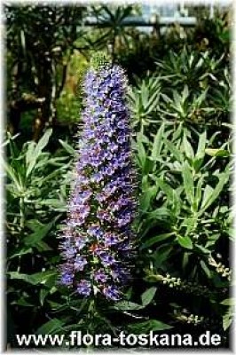 butia_eriospatha_5__-_300507.jpg