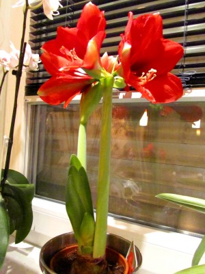 IMG_0129.JPG