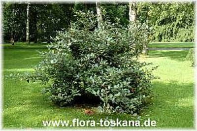 elaeagnus_ebbingei_hohenheim_3_-_210607.jpg