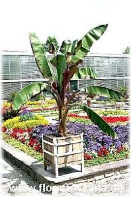 ensete_ventricosum_maurellii_4_-_digi.jpg