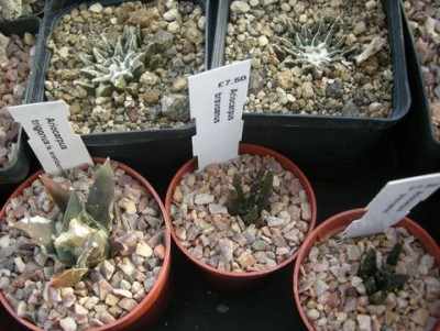 DSCN5226.JPG