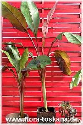 ensete_ventricosum_maurellii_3_-_digi.jpg