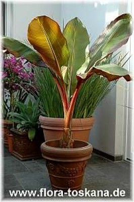 ensete_ventricosum_maurelii_3_-_010706.jpg