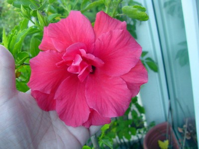 Hibiskus gefüllt 0707.jpg