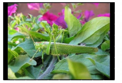 03011 - Schrecki.jpg