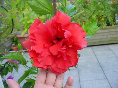 rote Hibiskusblüte.jpg