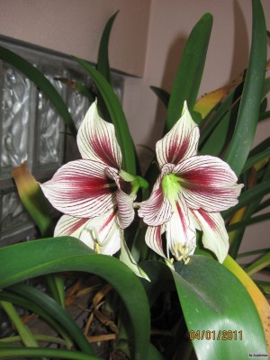 Hippeastrum Papilio Butterfly1.jpeg