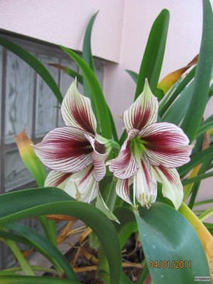 Hippeastrum Papilio Butterfly 2.jpeg