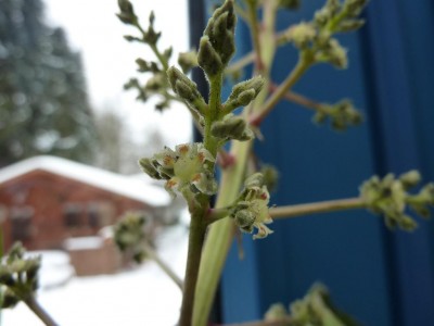 Mangoblüte 4.1.jpg