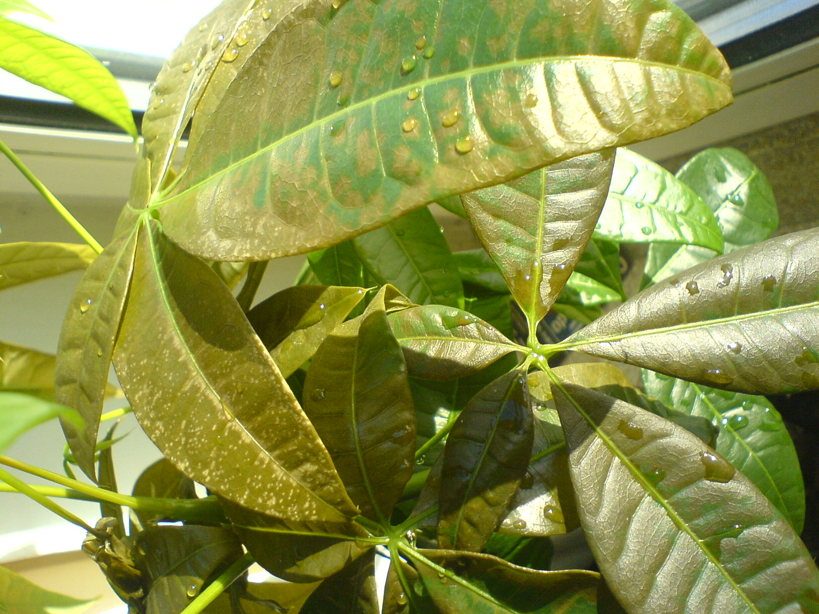 Pachira aquira krank? Braune und welke Bltter  Pflanzenkrankheiten &  Schdlinge  GREEN24 Pflanzen & Garten Forum