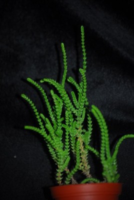 crassulala 008yy.jpg