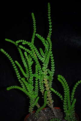 crassulala 002yy.jpg