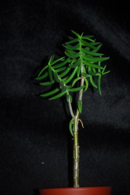 crassulala 005yy.jpg