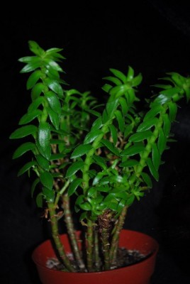 crassulala 003yy.jpg