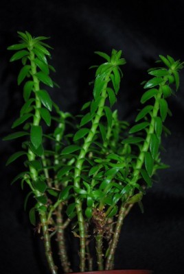 crassulala 001yy.jpg