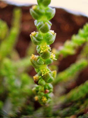 Crassula muscosa.jpg