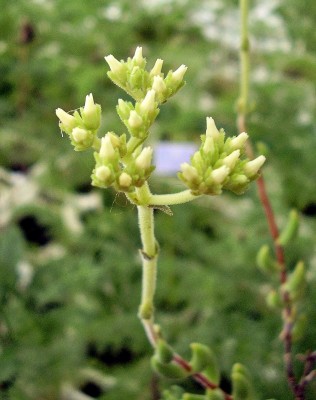 Crassula mesembryanthoides (2).jpg