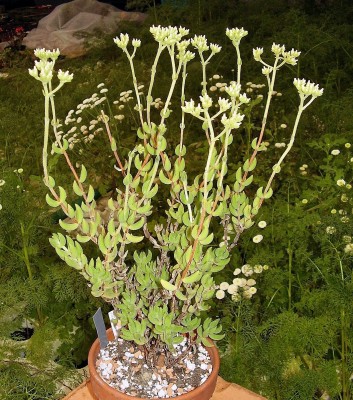 Crassula mesembryanthoides (3).jpg