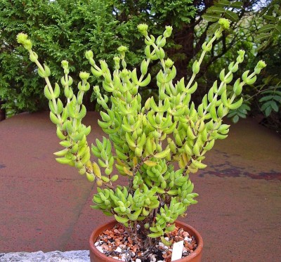 Crassula mesembryanthoides.jpg