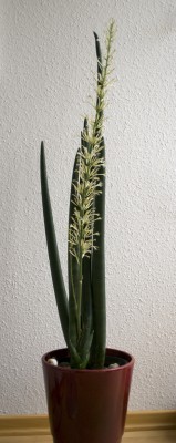 Sansiblüha.jpg