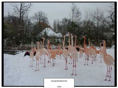 FLAMINGOS.jpg