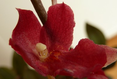 Howeara lava burst.jpg