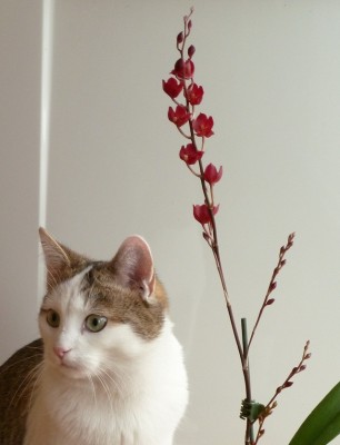 Howeara lava burst mit baghira.jpg