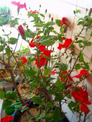 100D1706.JPG