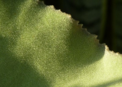 Kalanchoe beharensis.jpg