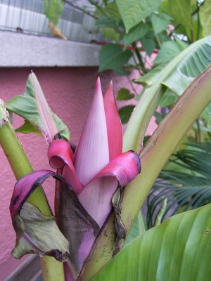 banane1 (1).JPG