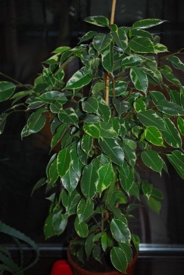 greeeen 004yy.jpg