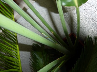 P1050043.JPG