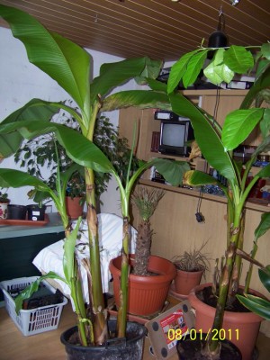 Pflanzen_Jan_11 023.JPG