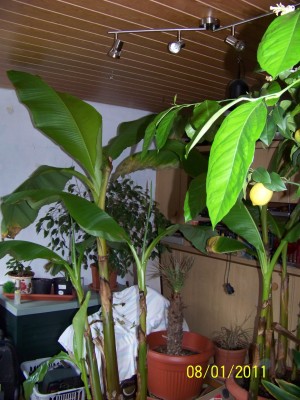 Pflanzen_Jan_11 019.JPG