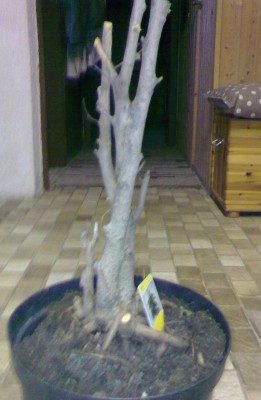 ficus1.jpg