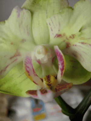 9.gif