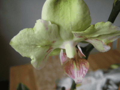 8.gif