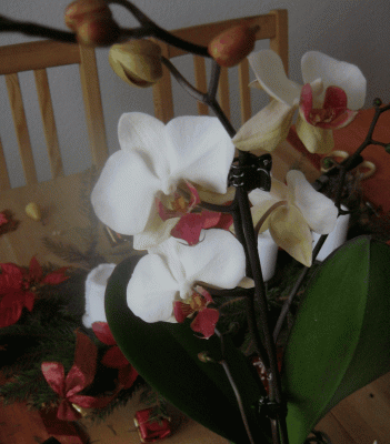 2.gif