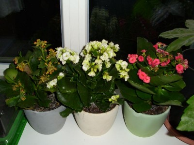 image00910.jpg
