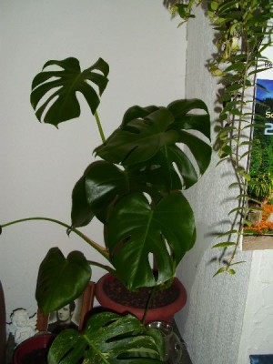 image00710.jpg