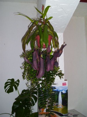 image00110.jpg